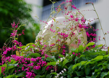 Gọi tên 10 loài hoa dễ trồng, dễ chăm sóc, có màu sắc rực rỡ