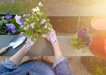 Top 11 loài hoa trồng ban công đẹp, dễ chăm, sống khỏe