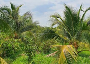 Đất Vườn Là Gì? Đất Thổ Vườn Là gì?